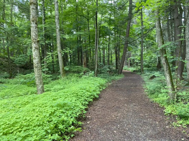Bullard Woods